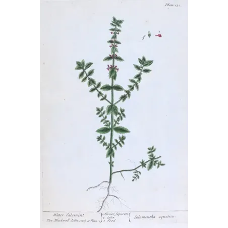 Antique Botanical Print – Elisabeth Blackwell – Water Calamint