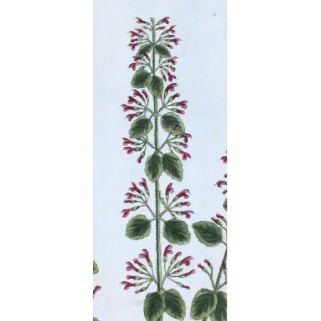 Antique Botanical Print – Elisabeth Blackwell – Mountain Calamint