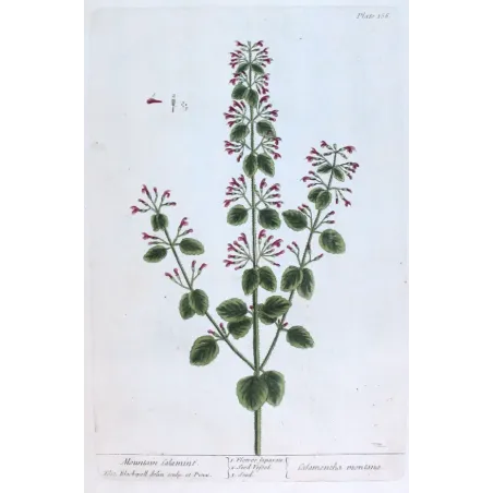 Antique Botanical Print – Elisabeth Blackwell – Mountain Calamint