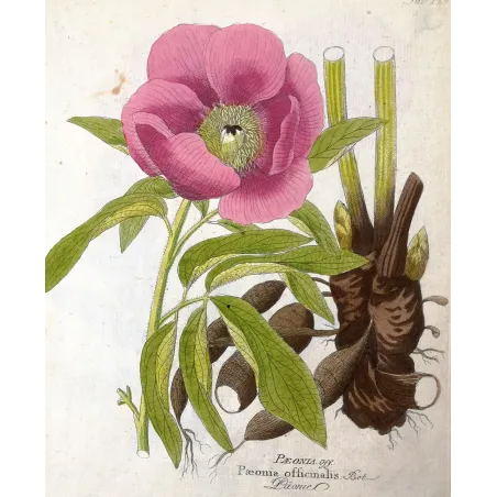 Antique Print by Ferdinand Bernhard Vietz – Common peony (Paeonia officinalis)