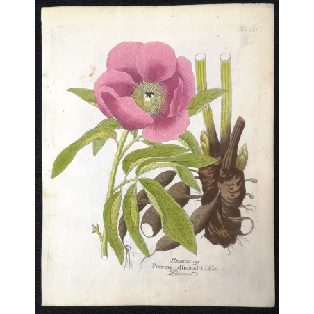 Antique Print by Ferdinand Bernhard Vietz – Common peony (Paeonia officinalis)