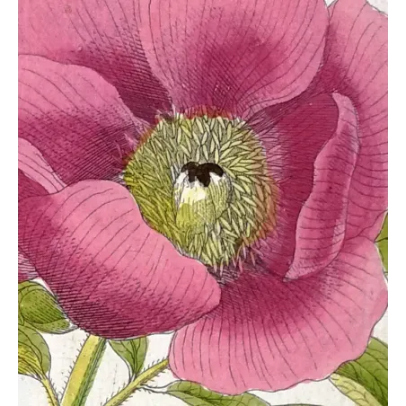 Antique Print by Ferdinand Bernhard Vietz – Common peony (Paeonia officinalis)