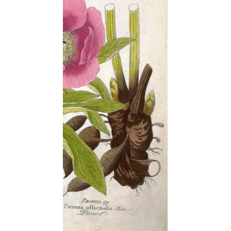 Antique Print by Ferdinand Bernhard Vietz – Common peony (Paeonia officinalis)