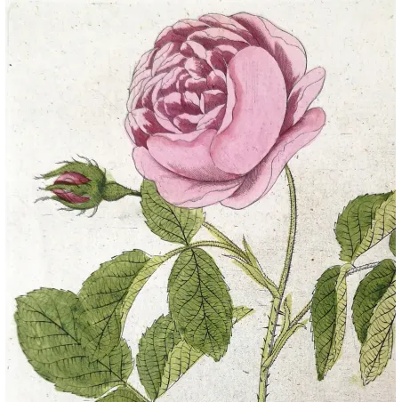 Antique Botanical Print – Ferdinand Bernhard Vietz – Provence rose