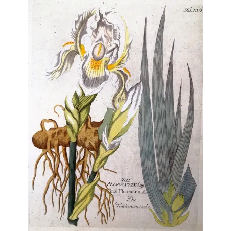 Antique Botanical Print – Ferdinand Bernhard Vietz – Florentine iris