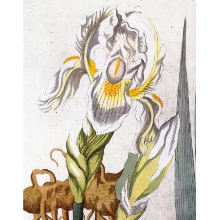Antique Botanical Print – Ferdinand Bernhard Vietz – Florentine iris
