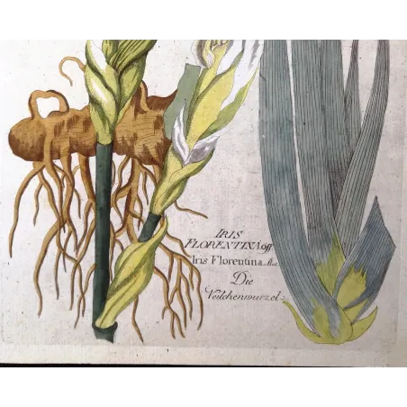 Antique Botanical Print – Ferdinand Bernhard Vietz – Florentine iris
