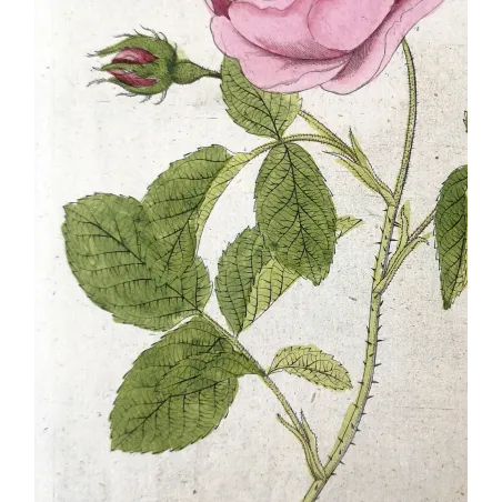 Antique Botanical Print – Ferdinand Bernhard Vietz – Provence rose