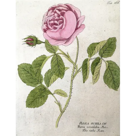Antique Botanical Print – Ferdinand Bernhard Vietz – Provence rose