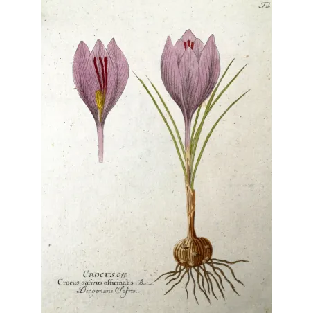 Antique Botanical Print – Ferdinand Bernhard Vietz – Saffron crocus