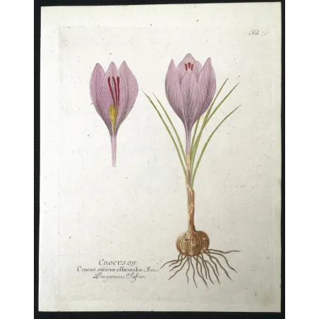 Antique Botanical Print – Ferdinand Bernhard Vietz – Saffron crocus