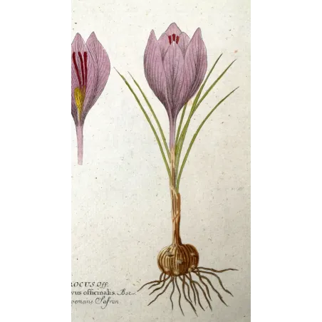 Antique Botanical Print – Ferdinand Bernhard Vietz – Saffron crocus