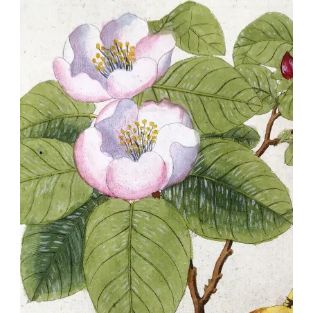 Antique Botanical Print – Ferdinand Bernhard Vietz – Quince