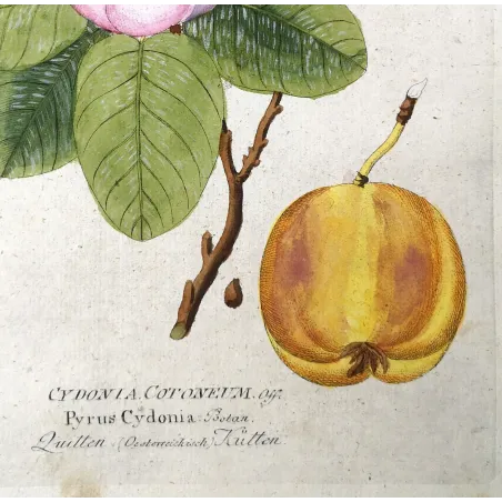 Antique Botanical Print – Ferdinand Bernhard Vietz – Quince