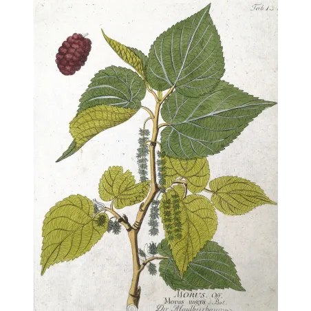 Antique Botanical Print – Ferdinand Bernhard Vietz – Black mulberry