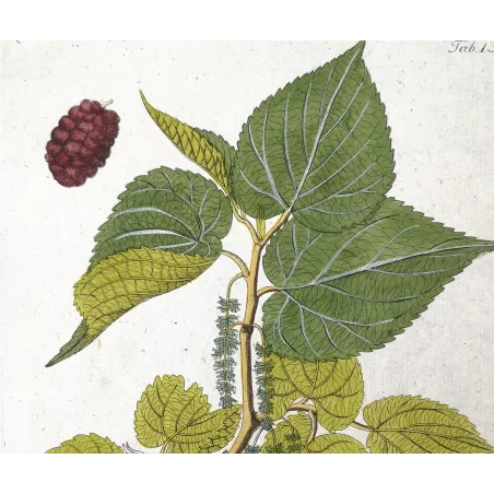 Antique Botanical Print – Ferdinand Bernhard Vietz – Black mulberry