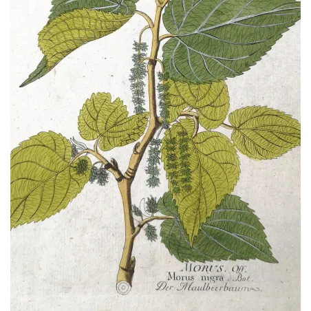 Antique Botanical Print – Ferdinand Bernhard Vietz – Black mulberry