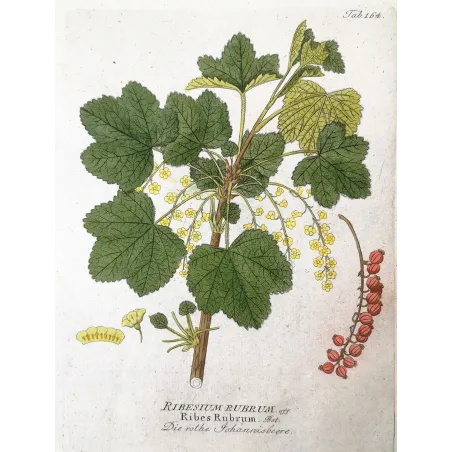 Antique Botanical Print – Ferdinand Bernhard Vietz – Redcurrant