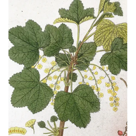 Antique Botanical Print – Ferdinand Bernhard Vietz – Redcurrant
