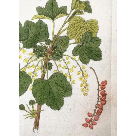 Antique Botanical Print – Ferdinand Bernhard Vietz – Redcurrant
