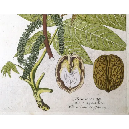 Antique Botanical Print – Ferdinand Bernhard Vietz – English walnut