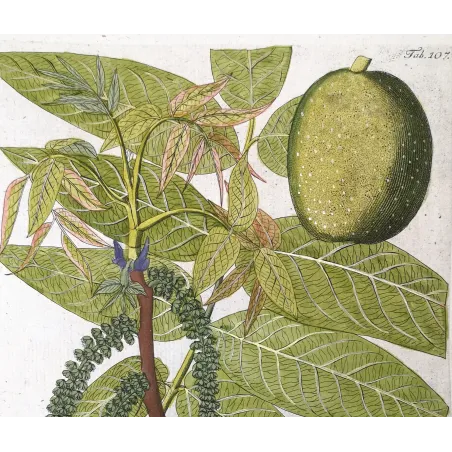Antique Botanical Print – Ferdinand Bernhard Vietz – English walnut