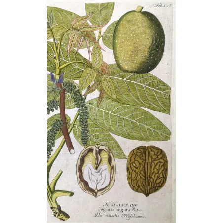 Antique Botanical Print – Ferdinand Bernhard Vietz – English walnut