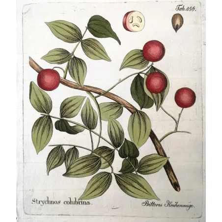 Antique Botanical Print – Ferdinand Bernhard Vietz – Strychnos colubrina  Original hand