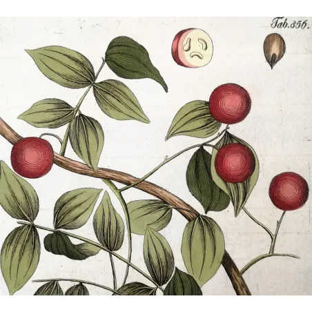 Antique Botanical Print – Ferdinand Bernhard Vietz – Strychnos colubrina  Original hand