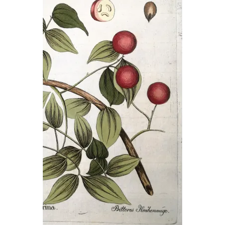 Antique Botanical Print – Ferdinand Bernhard Vietz – Strychnos colubrina  Original hand