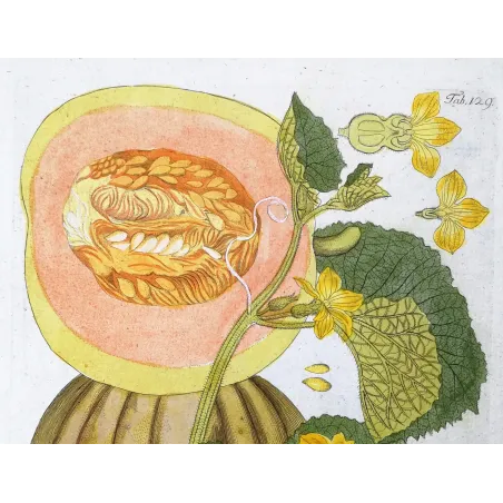 Antique Botanical Print – Ferdinand Bernhard Vietz – Melon