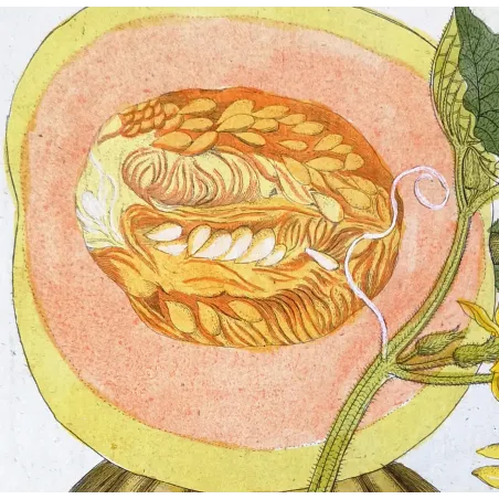 Antique Botanical Print – Ferdinand Bernhard Vietz – Melon