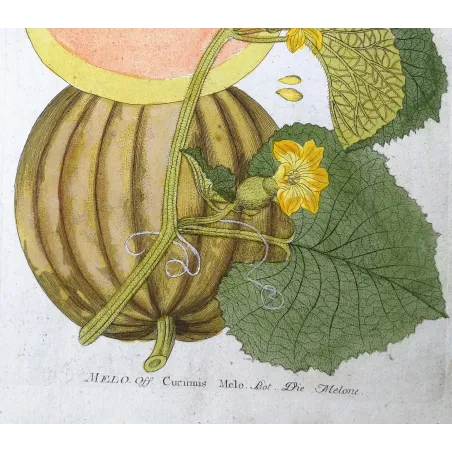 Antique Botanical Print – Ferdinand Bernhard Vietz – Melon