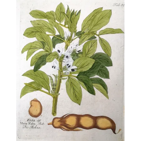Antique Botanical Print – Ferdinand Bernhard Vietz – Broad bean