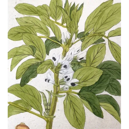 Antique Botanical Print – Ferdinand Bernhard Vietz – Broad bean