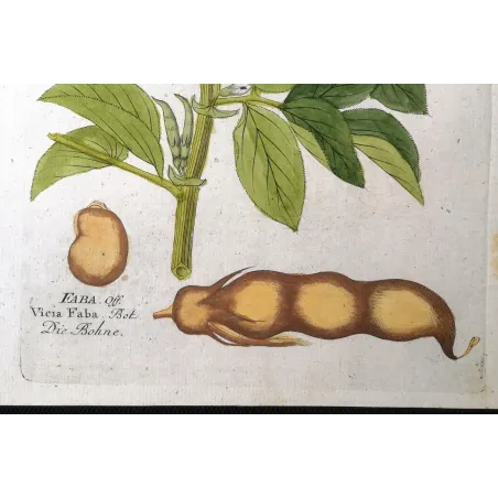 Antique Botanical Print – Ferdinand Bernhard Vietz – Broad bean