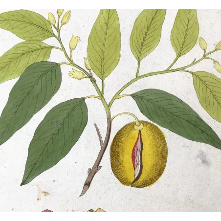 Antique Botanical Print – Ferdinand Bernhard Vietz – Nutmeg