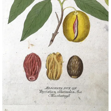 Antique Botanical Print – Ferdinand Bernhard Vietz – Nutmeg