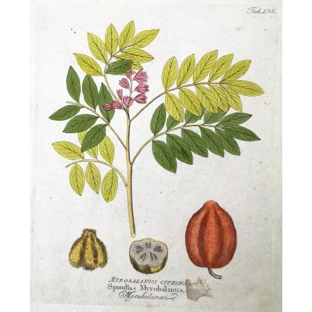 Antique Botanical Print – Ferdinand Bernhard Vietz – Myrobalan
