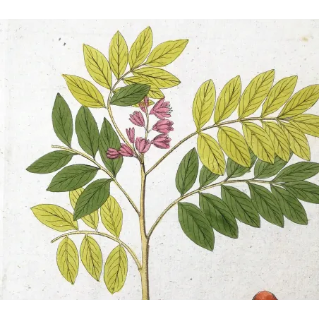 Antique Botanical Print – Ferdinand Bernhard Vietz – Myrobalan