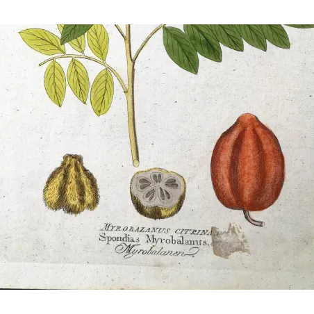Antique Botanical Print – Ferdinand Bernhard Vietz – Myrobalan