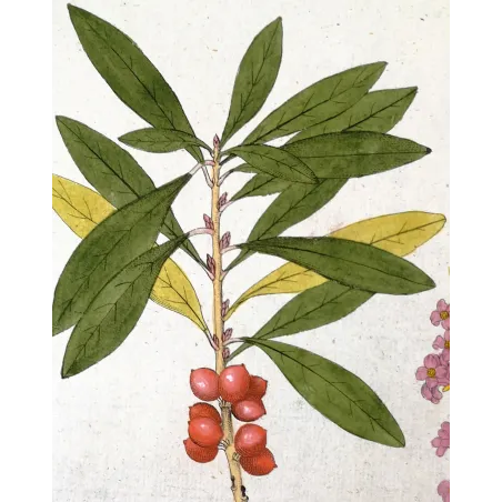 Antique Botanical Print – Ferdinand Bernhard Vietz – Mezereum