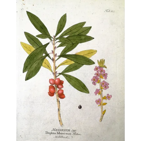 Antique Botanical Print – Ferdinand Bernhard Vietz – Mezereum