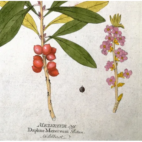 Antique Botanical Print – Ferdinand Bernhard Vietz – Mezereum