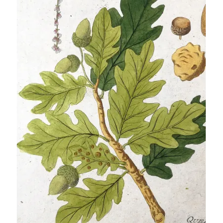 Antique Botanical Print – Ferdinand Bernhard Vietz – English oak