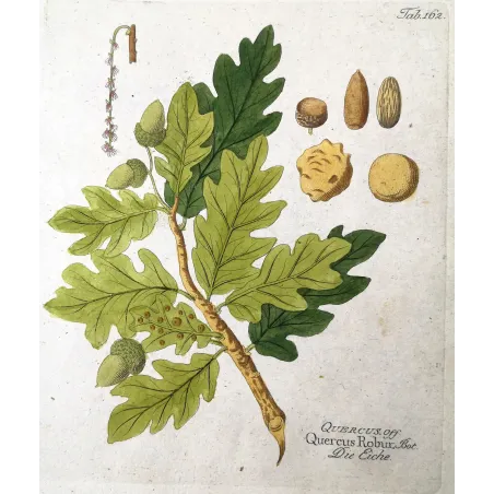 Antique Botanical Print – Ferdinand Bernhard Vietz – English oak