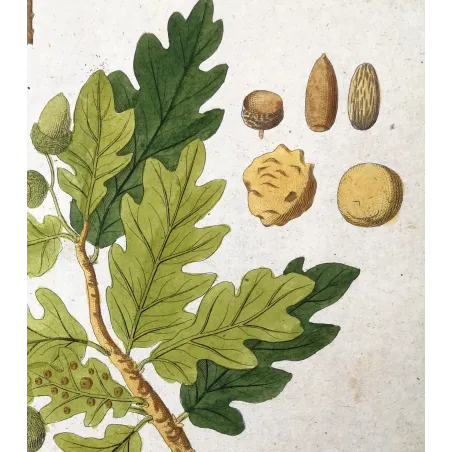 Antique Botanical Print – Ferdinand Bernhard Vietz – English oak