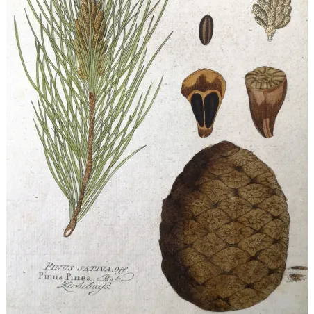 Antique Botanical Print – Ferdinand Bernhard Vietz – Stone pine