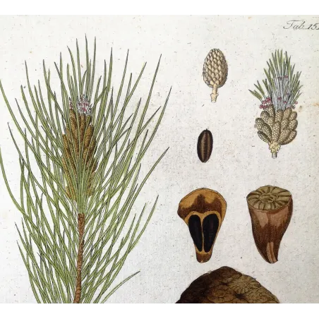 Antique Botanical Print – Ferdinand Bernhard Vietz – Stone pine