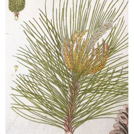 Antique Botanical Print – Ferdinand Bernhard Vietz – Scots pine